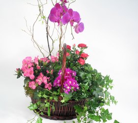 Orchid Garden Basket from Dallas Sympathy Florist in Dallas, TX