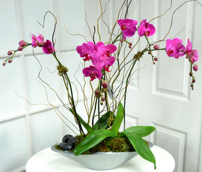 Phalaenopsis Orchid Garden White or Lavender Int. Special from Dallas Sympathy Florist in Dallas, TX