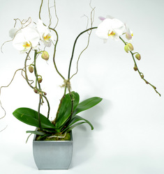 Elegant Palaenopsis Orchid in Silver Metal Contianer from Dallas Sympathy Florist in Dallas, TX