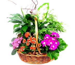 Summer Garden Plant Basket  from Dallas Sympathy Florist in Dallas, TX
