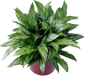  Chinese Evergreen from Dallas Sympathy Florist in Dallas, TX